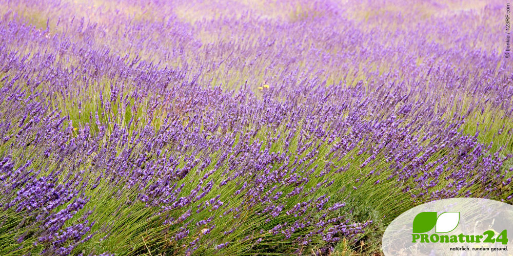Lavendel, ein Strauch mit Heilwirkung