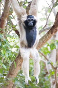 Wir sollten wie die Affen in Bäumen klettern (©123rf.com)