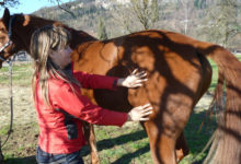 Kinesiologie mit dem Pferd