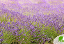 Lavendel, ein Strauch mit Heilwirkung