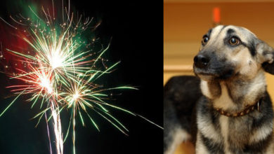 (Haus)Tiere sind in Angst und Panik beim Feuerwerk zu Silvester