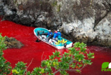 Delfin-Massaker in Taiji, Japan