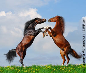 Pferde beim Auskämpfen der Rangordnung