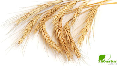 Dinkel, das Weizen-Urkorn in der deutlich gesünderen Variante