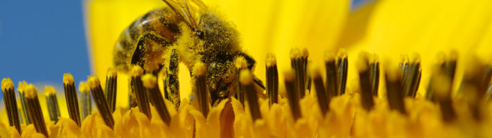 Ohne Bienen gibt es kein menschliches Leben!