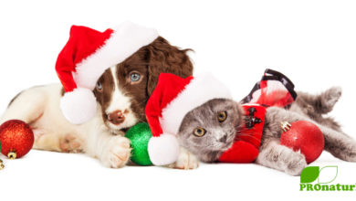 Gesunde Geschenke für unsere tierischen Familienmitglieder - Katze & Hund