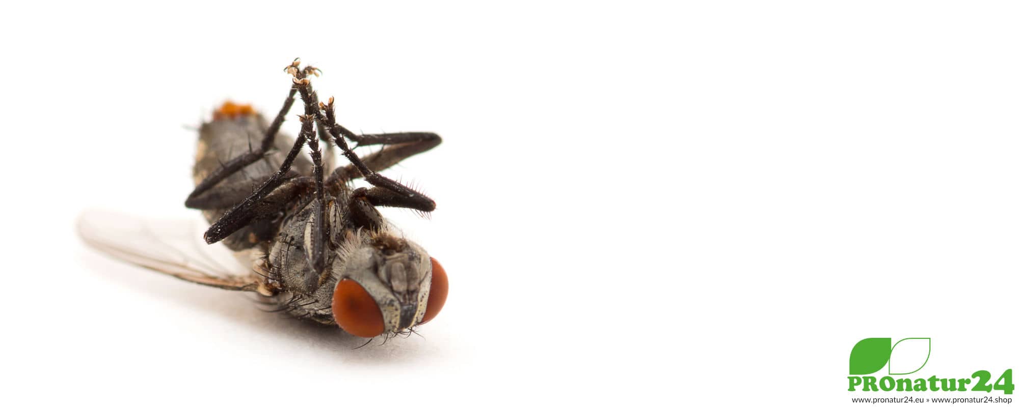 Handystrahlung könnte sich auf Insekten auswirken